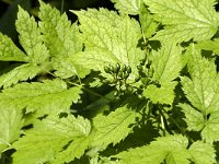 Actaea spicata 8, Christoffelkruid, Saxifraga-Jan van der Straaten