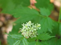 Actaea spicata 9, Christoffelkruid, Saxifraga-Jasenka Topic