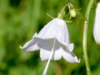 Adenophora liliifolia