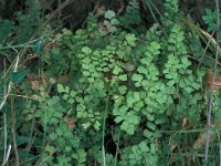 Adiantum capillus-veneris 27, Echt venushaar. Saxifraga-Jan van der Straaten