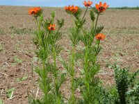 Adonis aestivalis 4, Zomeradonis, Saxifraga-Ed Stikvoort