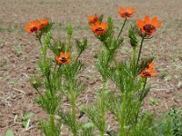 Adonis aestivalis 5, Zomeradonis, Saxifraga-Ed Stikvoort