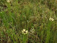 Adonis aestivalis 6, Zomeradonis, Saxifraga-Ed Stikvoort