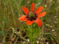 Adonis aestivalis 8, Zomeradonis, Saxifraga-Ed Stikvoort