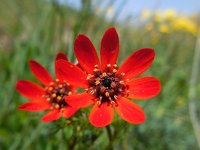 Adonis flammea