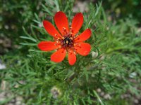 Adonis flammea 6, Kooltje-vuur, Saxifraga-Ed Stikvoort