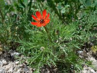 Adonis flammea 7, Kooltje-vuur, Saxifraga-Ed Stikvoort