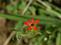 Adonis flammea 8, Kooltje-vuur, Saxifraga-Dirk Hilbers