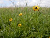 Adonis microcarpa