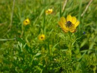 Adonis microcarpa 2, Saxifraga-Ed Stikvoort