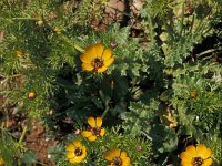 Adonis microcarpa 5, Saxifraga-Piet Zomerdijk