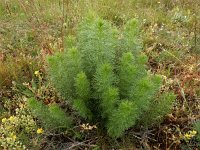 Adonis vernalis 33, Voorjaarsadonis, Saxifraga-Ed Stikvoort