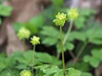 Adoxa moschatellina 67, Muskuskruid, Saxifraga-Hans Dekker