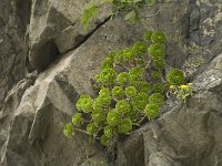 Aeonium arboreum 4, Saxifraga-Jan van der Straaten