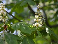 Aesculus hippocastanum 20, Witte paardenkastanje, Saxifraga-Tom Heijnen