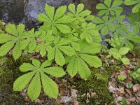 Aesculus hippocastanum 21, Witte paardenkastanje, Saxifraga-Tom Heijnen