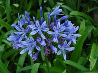 Agapanthus praecox