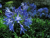 Agapanthus praecox 2, Blauwe tuberoos, Saxifraga-Ed Stikvoort