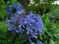 Agapanthus praecox 3, Blauwe tuberoos, Saxifraga-Ed Stikvoort