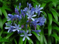 Agapanthus praecox 4, Blauwe tuberoos, Saxifraga-Ed Stikvoort