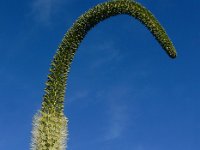 Agave attenuata 4, Saxifraga-Ed Stikvoort