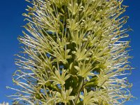 Agave attenuata 6, Saxifraga-Ed Stikvoort