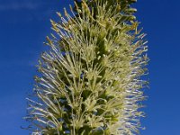 Agave attenuata 7, Saxifraga-Ed Stikvoort