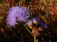 Ageratum houstonianum 4, Saxifraga-Ed Stikvoort