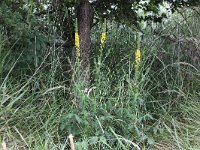 Agrimonia eupatoria 9, Gewone agrimonie, Saxifraga-Peter Meininger