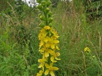 Agrimonia procera 44, Welriekende agrimonie, Saxifraga-Hans Grotenhuis