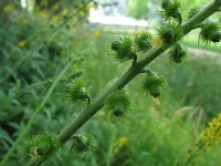 Agrimonia procera 1, Welriekende agrimonie, Saxifraga-Rutger Barendse