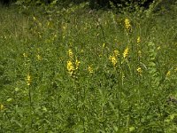 Agrimonia procera 10, Welriekende agrimonie, Saxifraga-Jan van der Straaten