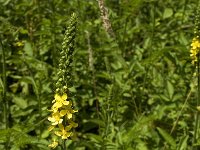 Agrimonia procera 14, Welriekende agrimonie, Saxifraga-Jan van der Straaten