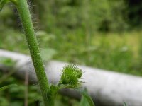 Agrimonia procera 18, Welriekende agrimonie, Saxifraga-Rutger Barendse