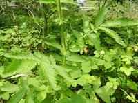 Agrimonia procera 20, Welriekende agrimonie, Saxifraga-Rutger Barendse