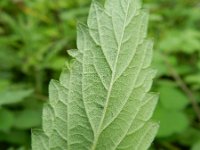 Agrimonia procera 24, Welriekende agrimonie, Saxifraga-Rutger Barendse