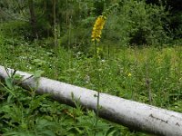 Agrimonia procera 26, Welriekende agrimonie, Saxifraga-Rutger Barendse