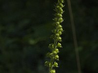 Agrimonia procera 27, Welriekende agrimonie, Saxifraga-Jan van der Straaten