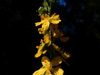 Agrimonia procera 28, Welriekende agrimonie, Saxifraga-Ed Stikvoort