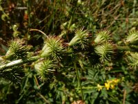 Agrimonia procera 29, Welriekende agrimonie, Saxifraga-Ed Stikvoort