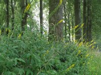 Agrimonia procera 3, Welriekende agrimonie, Saxifraga-Rutger Barendse