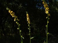 Agrimonia procera 30, Welriekende agrimonie, Saxifraga-Ed Stikvoort