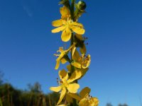 Agrimonia procera 31, Welriekende agrimonie, Saxifraga-Ed Stikvoort