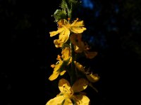 Agrimonia procera 34, Welriekende agrimonie, Saxifraga-Ed Stikvoort