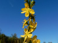 Agrimonia procera 37, Welriekende agrimonie, Saxifraga-Ed Stikvoort