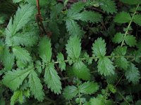 Agrimonia procera 4, Welriekende agrimonie, Saxifraga-Rutger Barendse