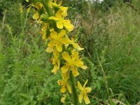 Agrimonia procera 43, Welriekende agrimonie, Saxifraga-Hans Grotenhuis