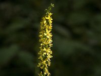 Agrimonia procera 5, Welriekende agrimonie, Saxifraga-Jan van der Straaten