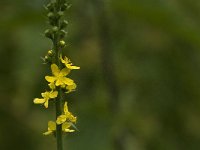 Agrimonia procera 6, Welriekende agrimonie, Saxifraga-Jan van der Straaten