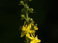 Agrimonia procera 7, Welriekende agrimonie, Saxifraga-Jan van der Straaten